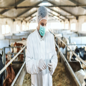 BVDV-Resistant Calf