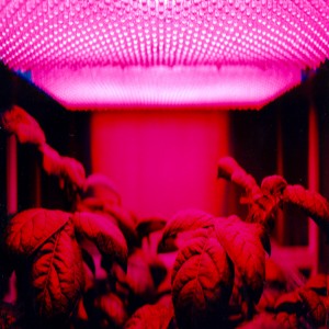 Global LED Grow Lights Market