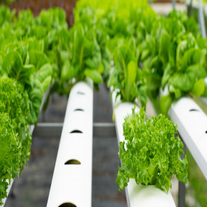 AI-Driven Lettuce Cultivation