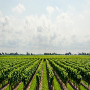 Global market for NGS in agrigenomics