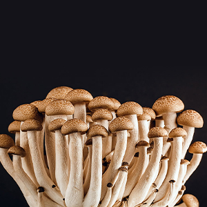 mycelium market
