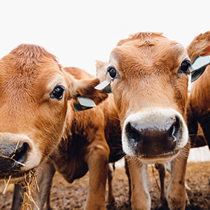 Livestock Monitoring & Management Market