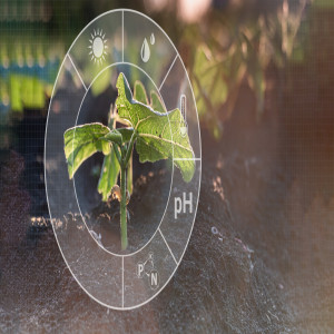 Plant Growth Hormone Detection