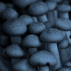 precision agriculture market
