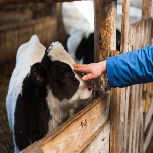 Livestock Farming in Europe