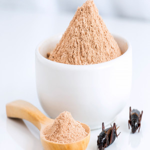 Insect Protein Company