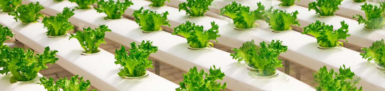FoodTech Market